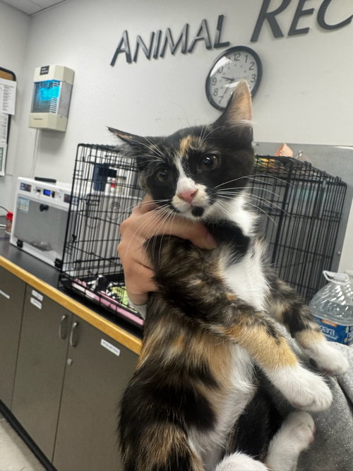 SOL, Baby Domestic Short Hair (medium coat), cat for adoption in San Buenaventura (Ventura), California
