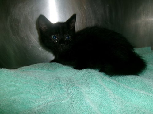 PAW PAWS, Baby Domestic Short Hair (medium coat), cat for adoption in San Buenaventura (Ventura), California