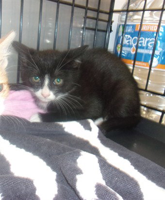 MANOLO, Baby Domestic Medium Hair (medium coat), cat for adoption in San Buenaventura (Ventura), California