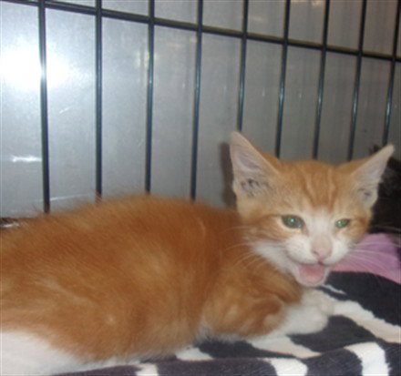 DOLLY, Baby Domestic Medium Hair (medium coat), cat for adoption in San Buenaventura (Ventura), California