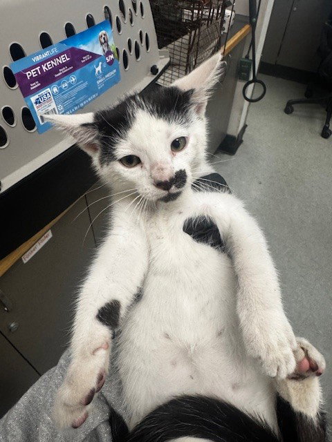 ALEJANDRO, Adult Domestic Short Hair (medium coat), cat for adoption in San Buenaventura (Ventura), California