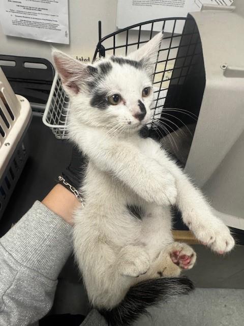 ARMANDO, Adult Domestic Short Hair (medium coat), cat for adoption in San Buenaventura (Ventura), California