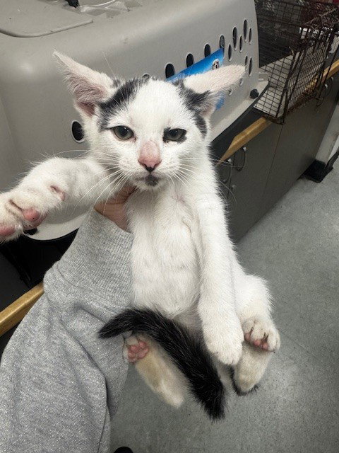 MIGUEL, Adult Domestic Short Hair (medium coat), cat for adoption in San Buenaventura (Ventura), California