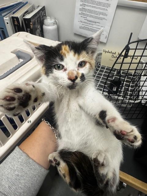 ALEJANDRA, Adult Domestic Short Hair (medium coat), cat for adoption in San Buenaventura (Ventura), California