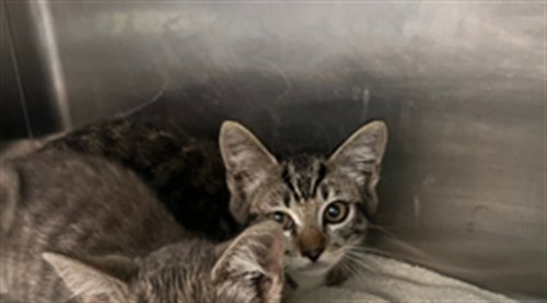ISAAC, Baby Domestic Short Hair (medium coat), cat for adoption in San Buenaventura (Ventura), California
