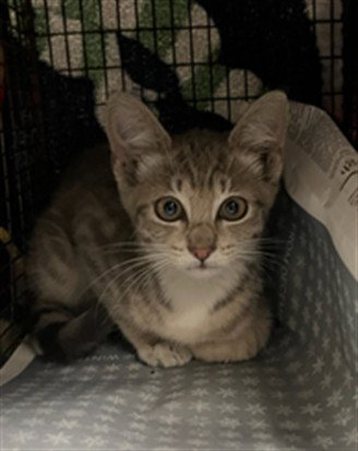 EMILIA, Baby Domestic Short Hair (medium coat), cat for adoption in San Buenaventura (Ventura), California