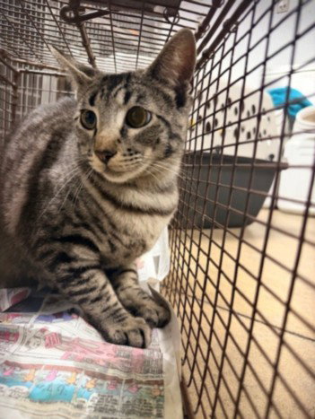 SABRINA, Adult Domestic Short Hair (medium coat), cat for adoption in San Buenaventura (Ventura), California