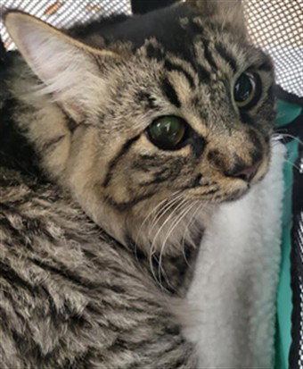 AXEL, Adult Domestic Medium Hair (medium coat), cat for adoption in San Buenaventura (Ventura), California