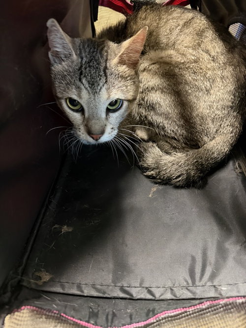 CAPUCCINO, Adult Abyssinian (medium coat), cat for adoption in San Buenaventura (Ventura), California