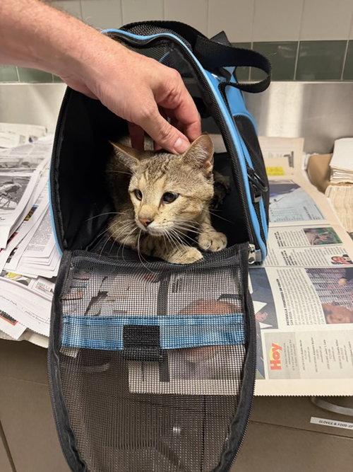 BEAN, Adult Abyssinian (medium coat), cat for adoption in San Buenaventura (Ventura), California