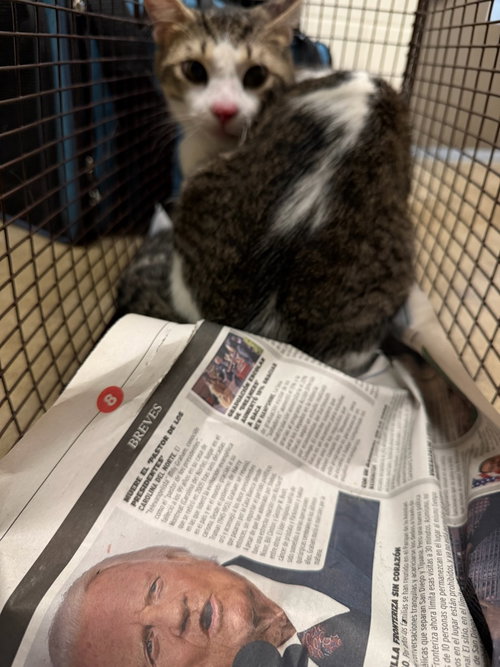 KIRO, Adult Abyssinian (medium coat), cat for adoption in San Buenaventura (Ventura), California