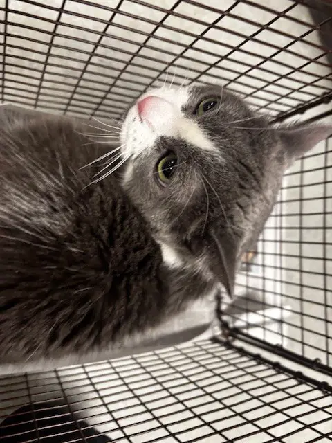 Kitty - Domestic Medium Hair