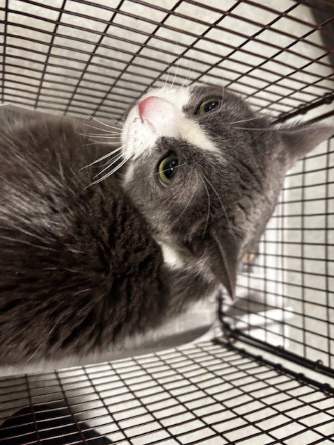 KITTY
