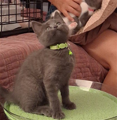 VIOLET, Baby Domestic Short Hair (medium coat), cat for adoption in Alhambra, California