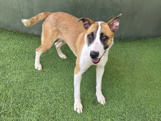 Lacy - American Staffordshire Terrier