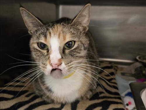 CLARICE, Adult Domestic Short Hair (medium coat), cat for adoption in San Buenaventura (Ventura), California