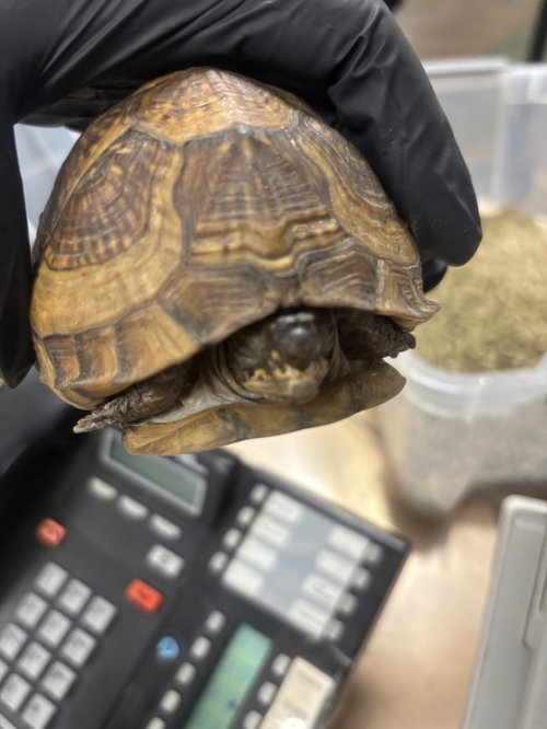 TIMBLINA
