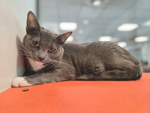 LUNA, Adult Domestic Short Hair (medium coat), cat for adoption in San Buenaventura (Ventura), California