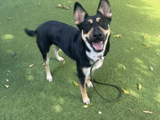 Stella Rose - German Shepherd Dog