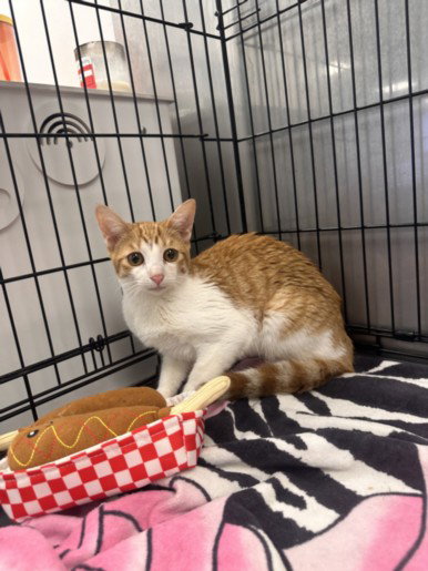 ORANGES, Young Domestic Short Hair (medium coat), cat for adoption in Hawthorne, California