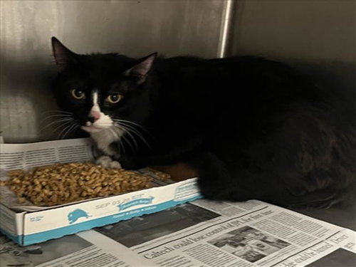 OREO, Senior Domestic Short Hair (medium coat), cat for adoption in San Gabriel, California