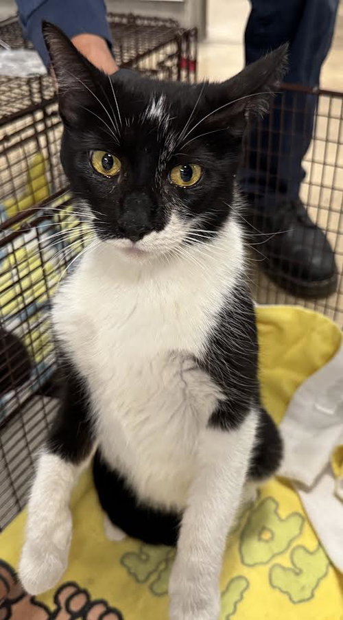 ESPI, Adult Domestic Short Hair (medium coat), cat for adoption in San Gabriel, California