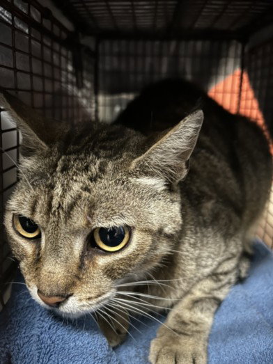 SABRINO, Adult Domestic Short Hair (medium coat), cat for adoption in San Gabriel, California