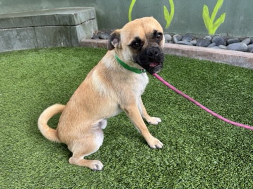 ROCKY, an adoptable Pug in Van Nuys, CA