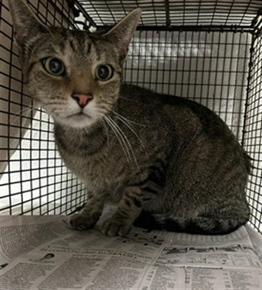 EVA, Adult Domestic Short Hair (medium coat), cat for adoption in San Gabriel, California