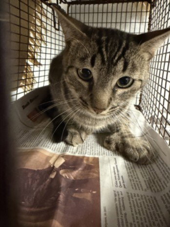 SAM, Young Domestic Short Hair (medium coat), cat for adoption in San Gabriel, California