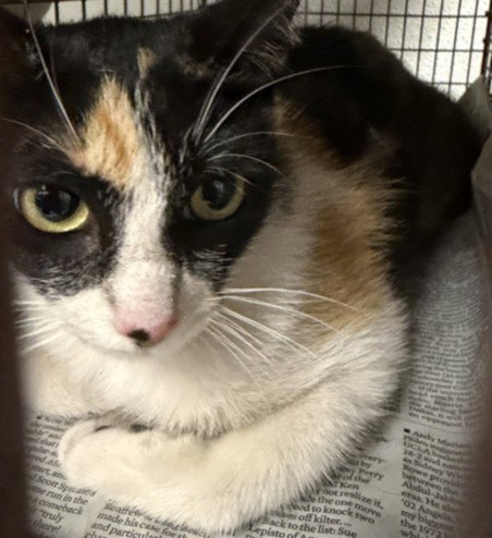 FETTI, Adult Domestic Short Hair (medium coat), cat for adoption in San Gabriel, California