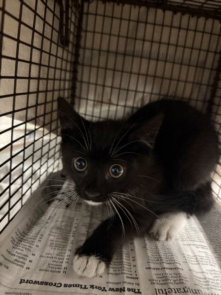 DAZ, Baby Domestic Short Hair (medium coat), cat for adoption in San Gabriel, California