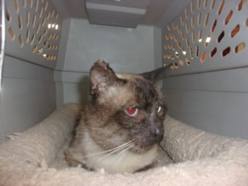 LIDO, Adult Domestic Short Hair (medium coat), cat for adoption in San Gabriel, California