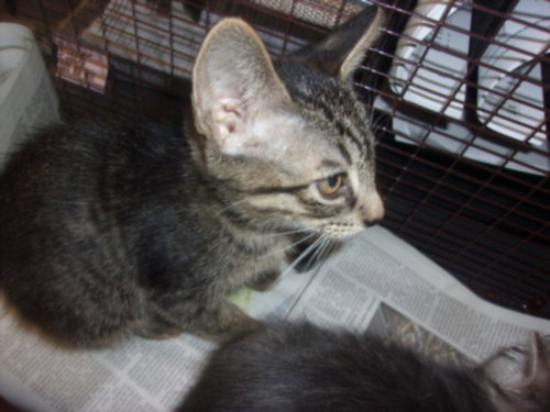 CUTO TALLO, Baby Domestic Medium Hair (medium coat), cat for adoption in San Gabriel, California