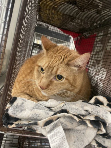 GARFIELD, Senior Domestic Short Hair (medium coat), cat for adoption in San Gabriel, California