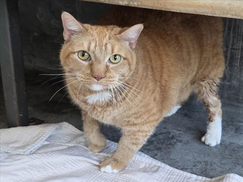 GARFIELD, Senior Domestic Short Hair (medium coat), cat for adoption in Redondo Beach, California