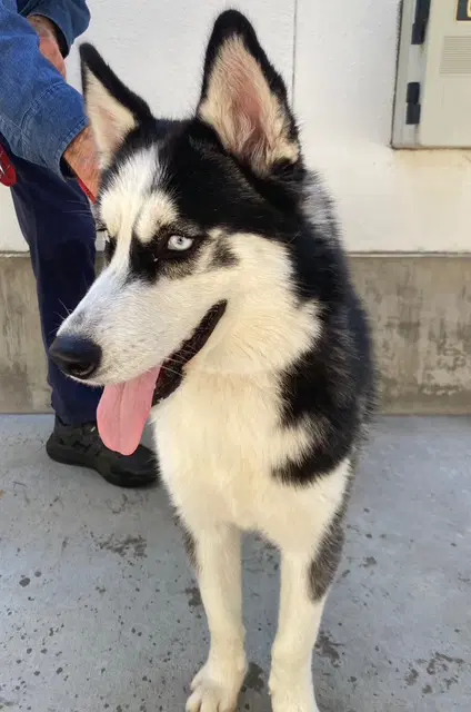 Alfa - Siberian Husky
