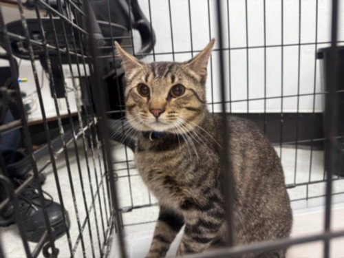MANGO, Young Domestic Short Hair (medium coat), cat for adoption in San Buenaventura (Ventura), California