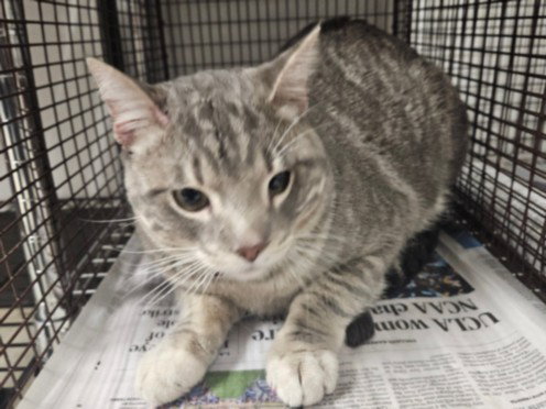 CANTOS, Adult Domestic Short Hair (medium coat), cat for adoption in San Buenaventura (Ventura), California