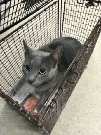 TITI, Adult Domestic Short Hair (medium coat), cat for adoption in Redondo Beach, California