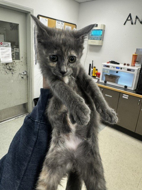 LYCAN, Baby Domestic Medium Hair (medium coat), cat for adoption in Redondo Beach, California