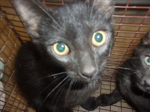 PANTHER, Baby Domestic Short Hair (medium coat), cat for adoption in Redondo Beach, California