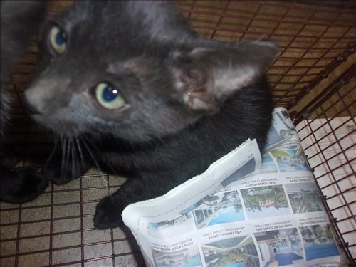 COAL, Baby Domestic Short Hair (medium coat), cat for adoption in Redondo Beach, California
