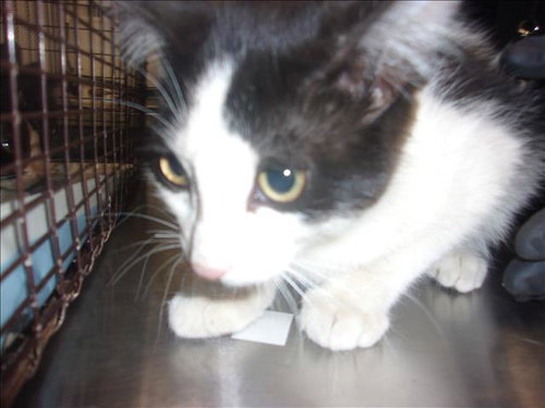 SNECKY, Baby Domestic Short Hair (medium coat), cat for adoption in Redondo Beach, California