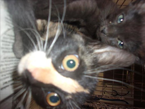 BROWNY, Baby Domestic Short Hair (medium coat), cat for adoption in Redondo Beach, California