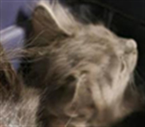 MOUNTAINEER, an adoptable Domestic Short Hair in Van Nuys, CA