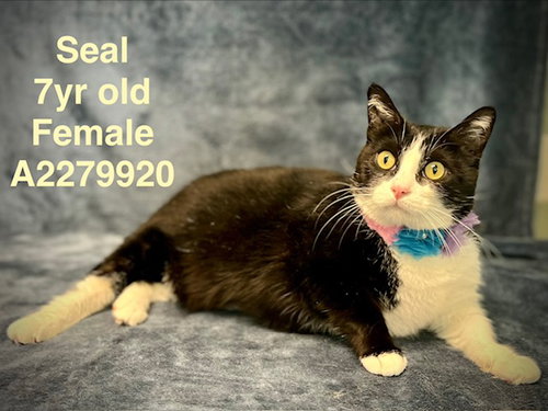 PANDA, an adoptable Domestic Short Hair in Van Nuys, CA