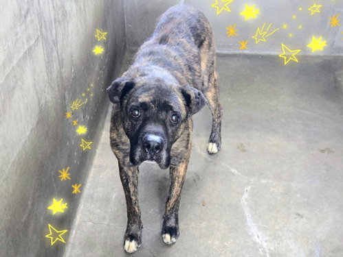 ISAAC, an adoptable Cane Corso Mastiff in Van Nuys, CA