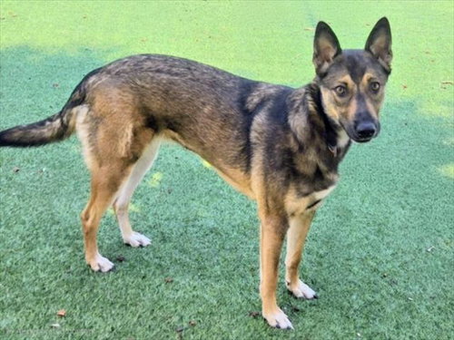 SWEETY, an adoptable German Shepherd Dog in Van Nuys, CA