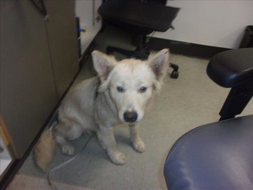CIELO, an adoptable Siberian Husky in Van Nuys, CA